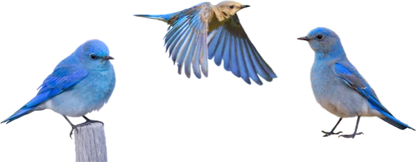 Three Mountain Bluebirds Transparent PNG Set