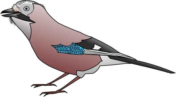 Eurasian Jay Bird Illustration PNG Transparent