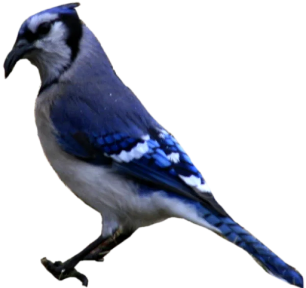 Blue Jay Bird Transparent PNG