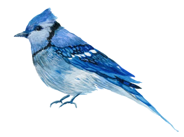 Watercolor Blue Jay Bird PNG Transparent