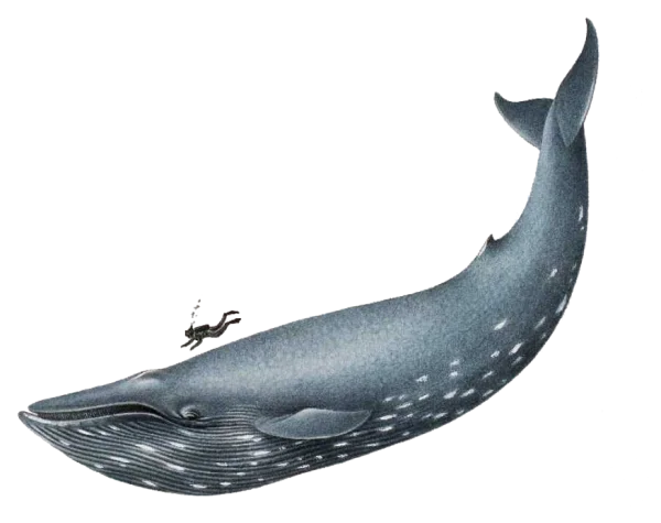 Blue Whale and Diver PNG Transparent