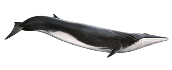 Realistic Fin Whale PNG Transparent Background
