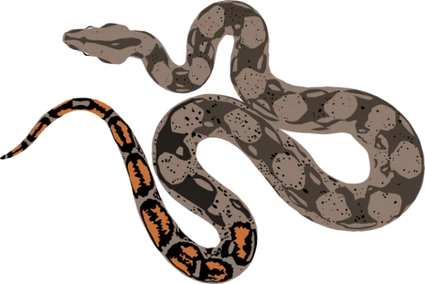 Stylized Snake Illustration PNG Transparent Background