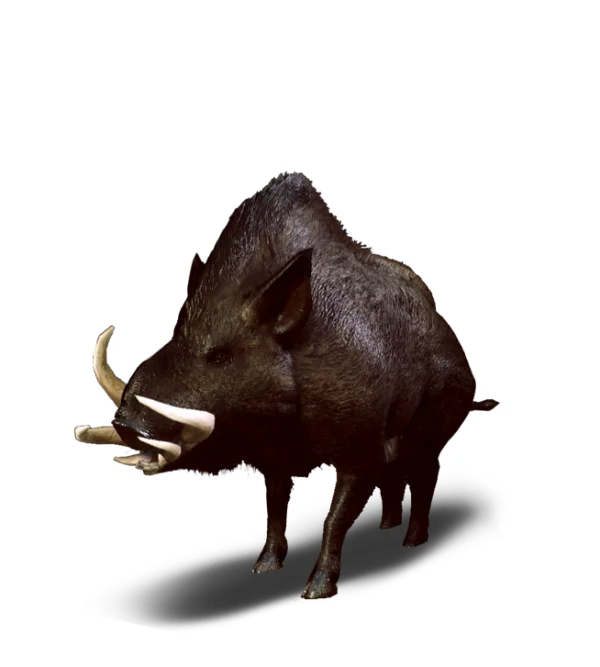 Wild Boar PNG Transparent Background