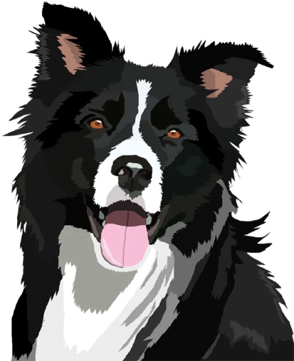 Happy Border Collie Dog Illustration PNG