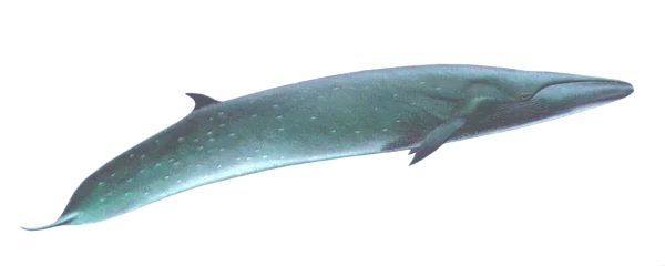 Large Ocean Whale PNG Transparent Background