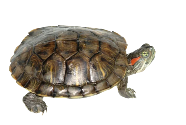 Red-eared Slider Turtle PNG Transparent Background