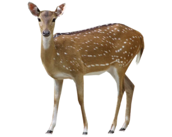 Spotted Deer PNG Transparent Background