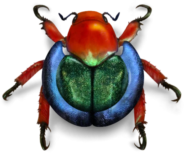 Colorful Iridescent Beetle PNG Transparent Background