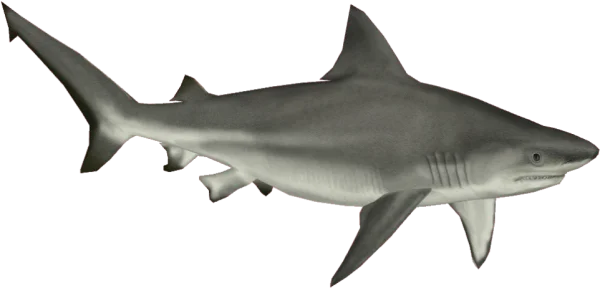 Realistic Grey Shark PNG Transparent Background