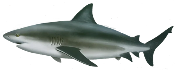 Grey Shark PNG Transparent Background