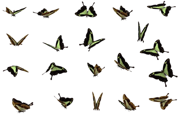 Green and Black Butterflies Flying Transparent PNG