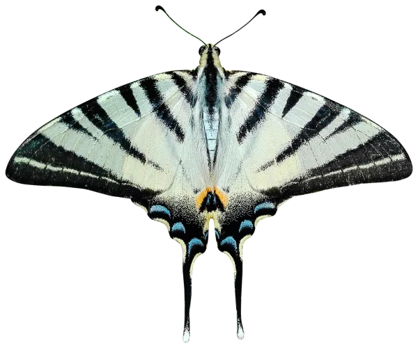 Beautiful Striped Swallowtail Butterfly PNG
