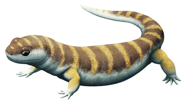 Striped Lizard PNG Transparent Background