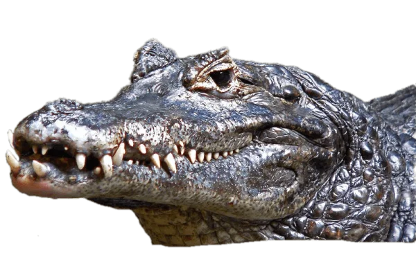 Alligator Head Close-Up PNG Transparent Background