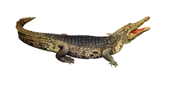 Aggressive Crocodile PNG Transparent Background