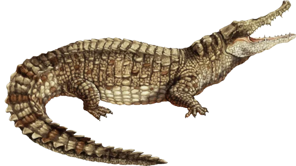 Realistic Alligator PNG Transparent Background