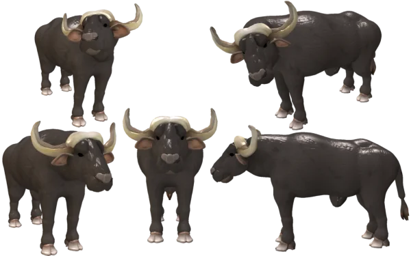 Water Buffalo 3D Model PNG Transparent Background