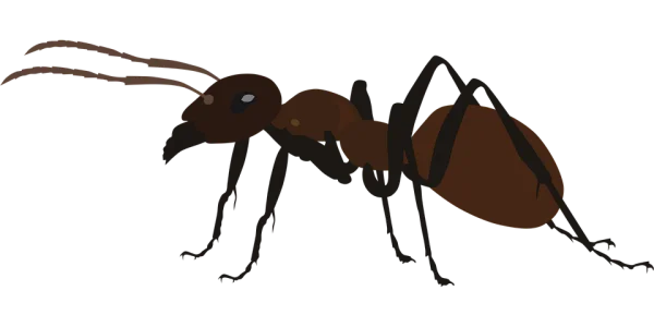 Brown Ant Transparent PNG