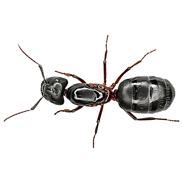 Black Ant PNG Transparent Background