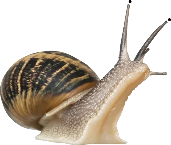 Garden Snail PNG Transparent Background