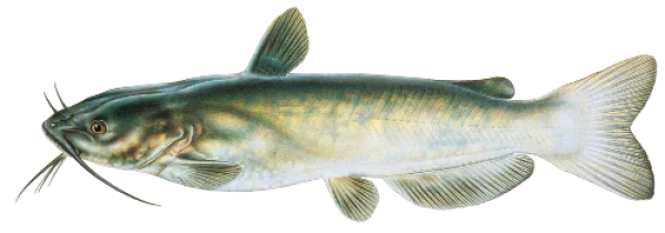 Catfish PNG Transparent Background