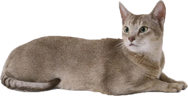 Graceful Fawn Cat Lying Down PNG Transparent Background
