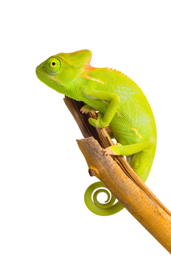 Green Chameleon on Branch PNG Transparent Background