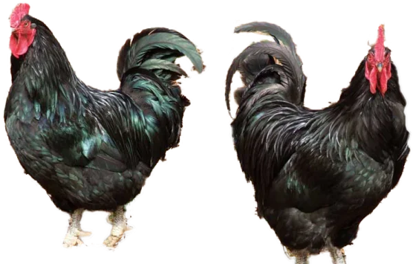 Black Roosters Transparent PNG