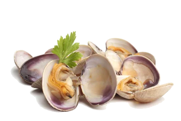Fresh Clams with Parsley PNG Transparent Background