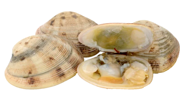 Fresh Clams Pile PNG Transparent Background