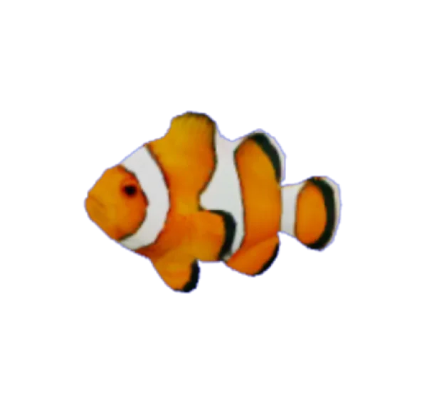 Clownfish PNG Transparent Background