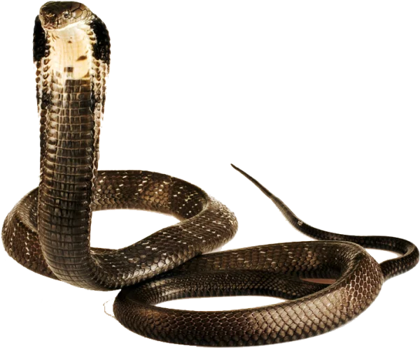 King Cobra PNG Transparent Background