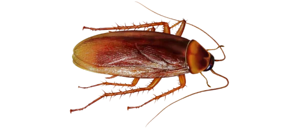 Realistic Brown Cockroach PNG Transparent Background
