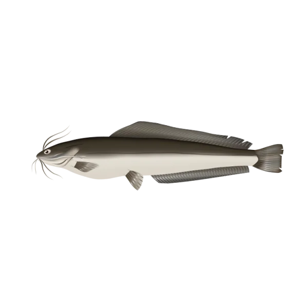Catfish PNG Transparent Background