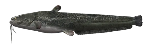 Realistic Catfish PNG Transparent Background