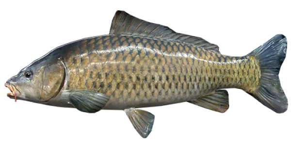 Common Carp Fish PNG Transparent
