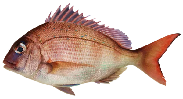 Fresh Red Snapper Fish PNG Transparent Background