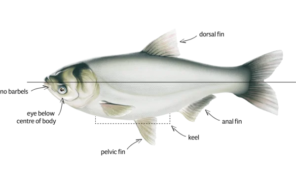Realistic Freshwater Fish PNG Transparent Background