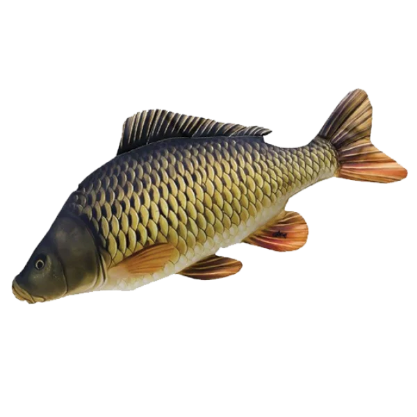 Realistic Carp Fish PNG Transparent Background