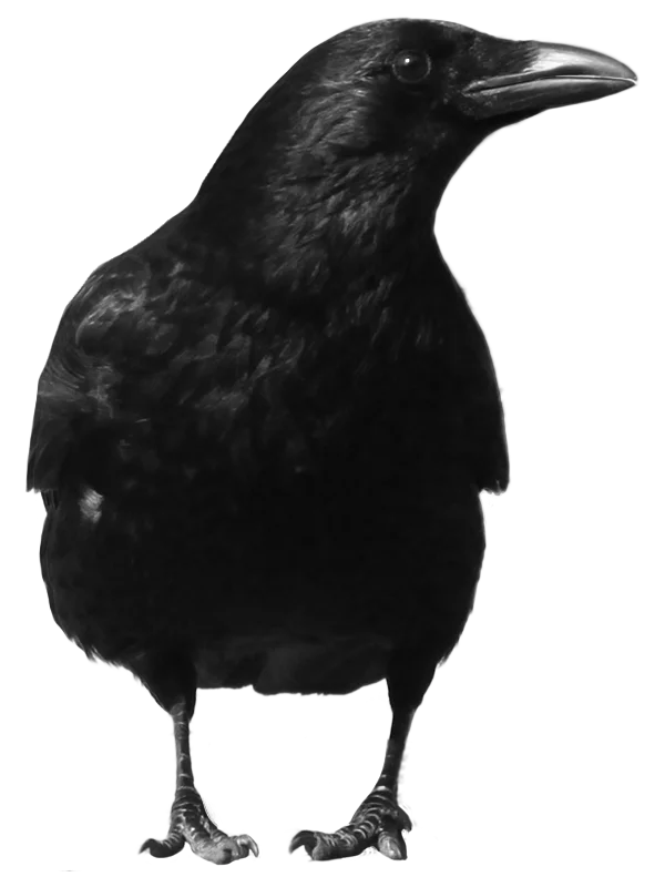Black Crow PNG Transparent Background