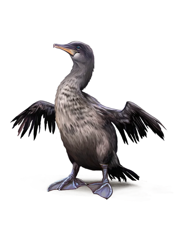 Realistic Cormorant Bird PNG Transparent