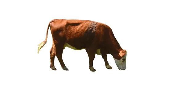 Brown and White Cow Grazing PNG Transparent Background