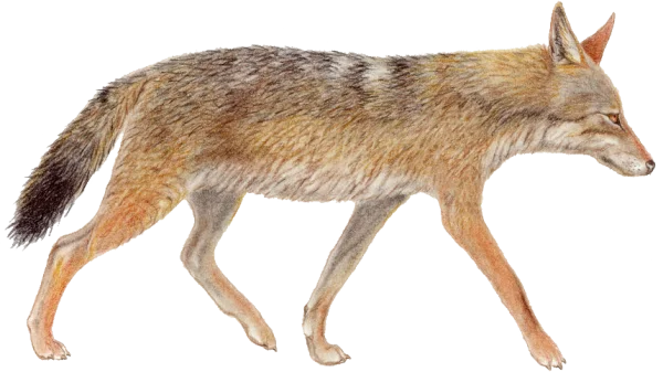 Coyote Walking PNG Transparent Background