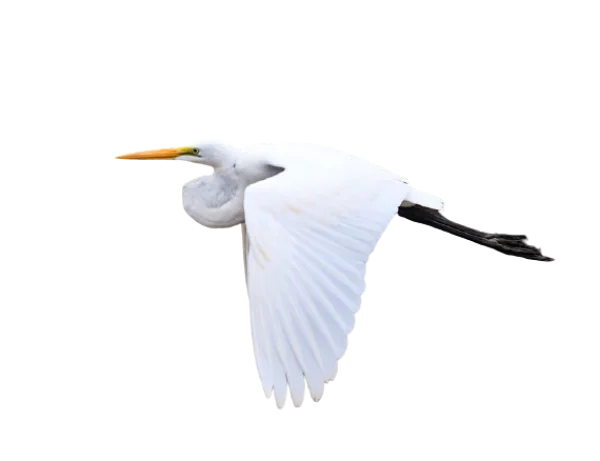 White Egret Flying PNG Transparent Background