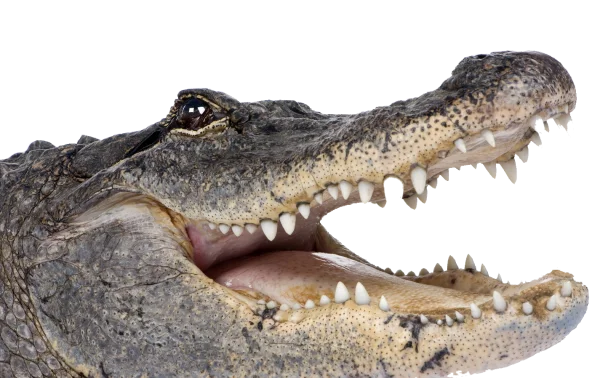Alligator Head with Open Mouth PNG Transparent Background