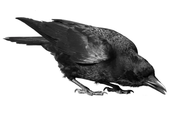 Black Crow Looking Down Transparent PNG