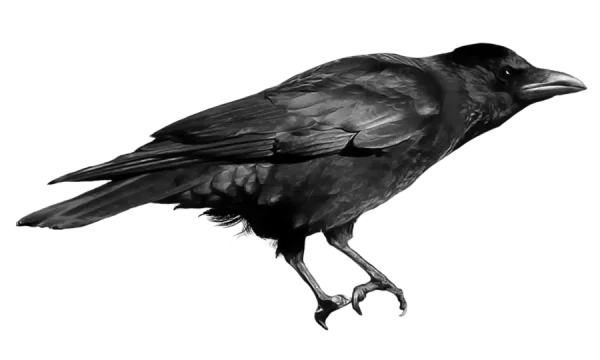 Realistic Black Crow Transparent Background PNG