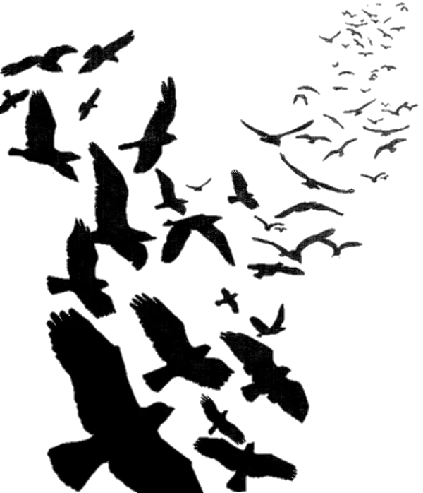 Flock of Dark Flying Birds PNG