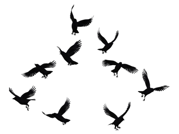 Flock of Dark Crows Flying PNG